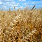 No Rio Grande do Sul, preços do trigo tiveram queda no último fechamento