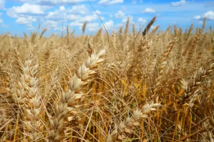 No Rio Grande do Sul, preços do trigo tiveram queda no último fechamento