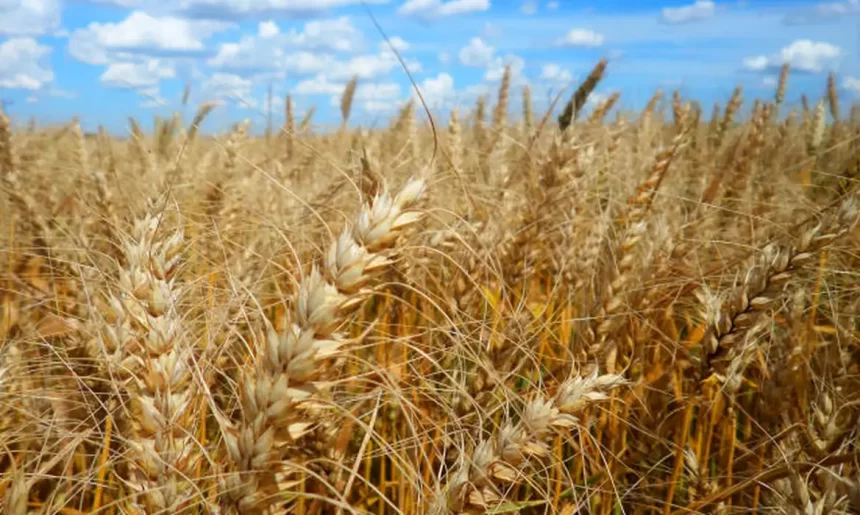 No Rio Grande do Sul, preços do trigo tiveram queda no último fechamento