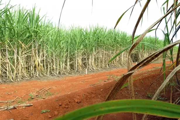 Preço do açúcar subiu no último fechamento