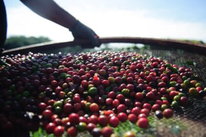 Preços do café obtiveram queda no último fechamento