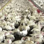 Preços médios do frango vivo estão em alta