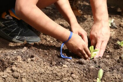 Prevista na Constituição, educação ambiental precisa de mais efetividade nas escolas, apontam pedagogos