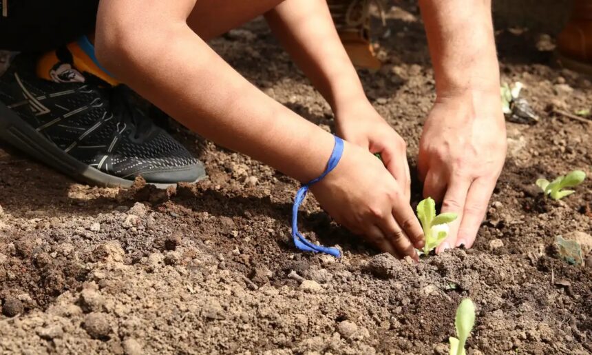 Prevista na Constituição, educação ambiental precisa de mais efetividade nas escolas, apontam pedagogos