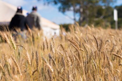 Tonelada do trigo inicia a semana com preços estáveis