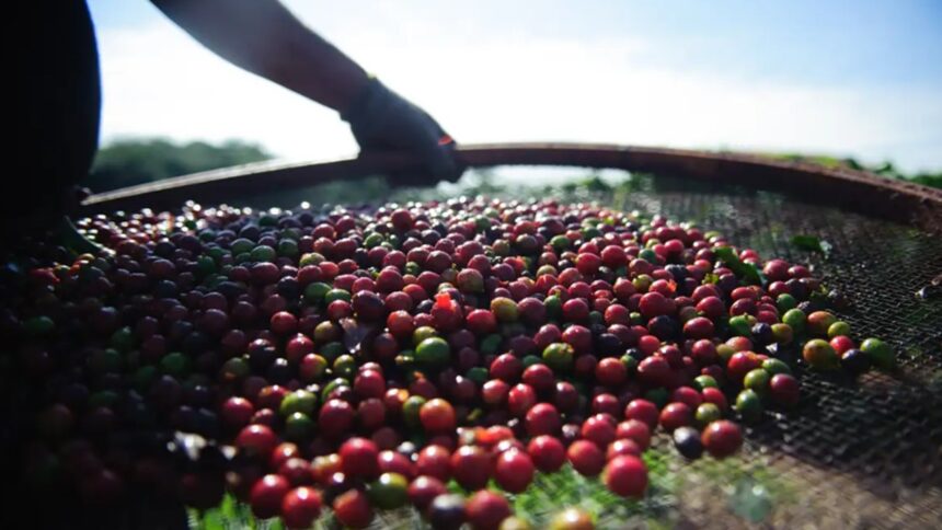 Preço do café arábica se manteve estável