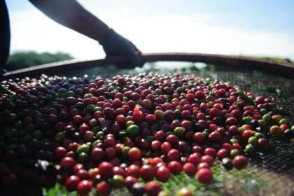 Preço do café robusta caiu 0,78%