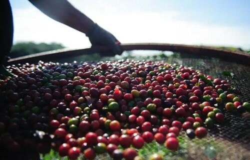 Preço do café robusta caiu 0,78%