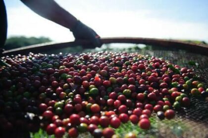 Preço do café robusta subiu 2,27%, no último fechamento