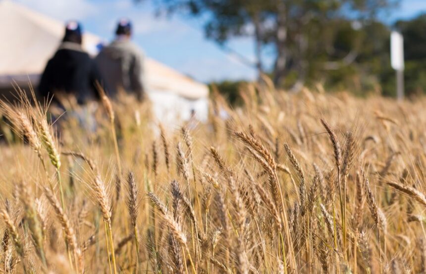 Preço do trigo renovou a alta no Paraná e no Rio Grande do Sul