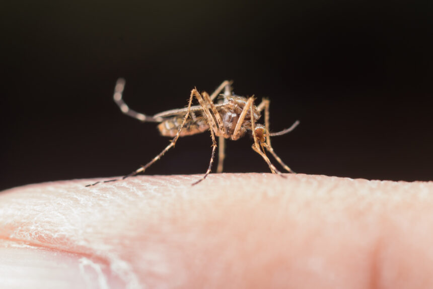 Dengue: Brasil tem 3,2 mil casos a cada 100 mil habitantes