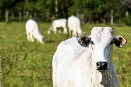 Boi gordo: semana começa com alta no preço da arroba