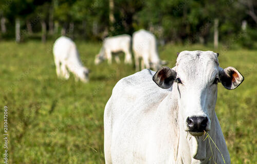 Boi gordo: semana começa com alta no preço da arroba