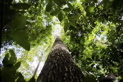 Financiamento da biodiversidade é inferior a 20% do necessário