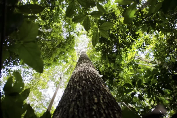Banco da Amazônia amplia crédito verde e injeta R$ 1,7 bilhão em sustentabilidade no primeiro trimestre