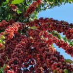 Preço do café começa a quarta-feira (2) em queda