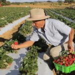 Rotas de integração: Nordeste ganha incentivo para produção de mel, leite, cacau, pescado e fruticultura