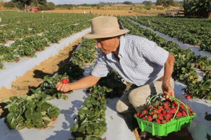 Rotas de integração: Nordeste ganha incentivo para produção de mel, leite, cacau, pescado e fruticultura