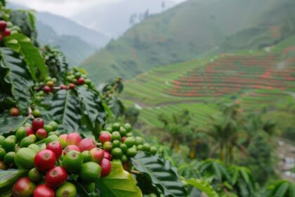 Semana começa em baixa para o café