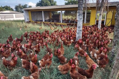 Sergipe: novo polo estimula produção da avicultura caipira