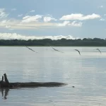 Auxílio Extraordinário: mais pescadores artesanais da Região Norte terão direito ao benefício