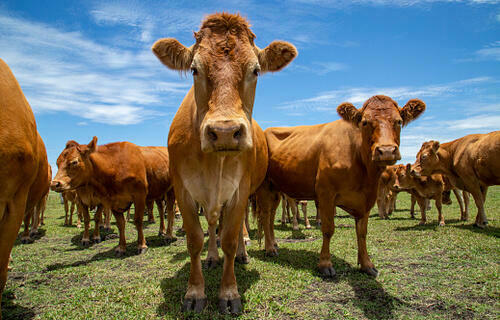 Cotação do boi gordo apresenta queda de 1,27%, nesta terça-feira (17)