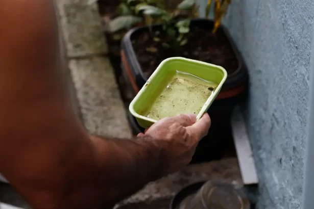 Dengue: 80 municípios prioritários terão ações de enfrentamento intensificadas; veja lista