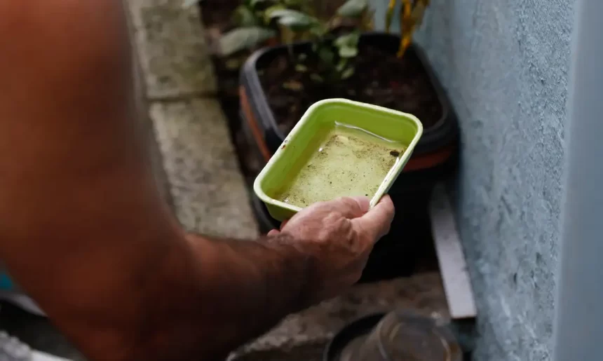 Dengue: chegada do verão e chuvas intensas associadas aumentam proliferação do mosquito transmissor