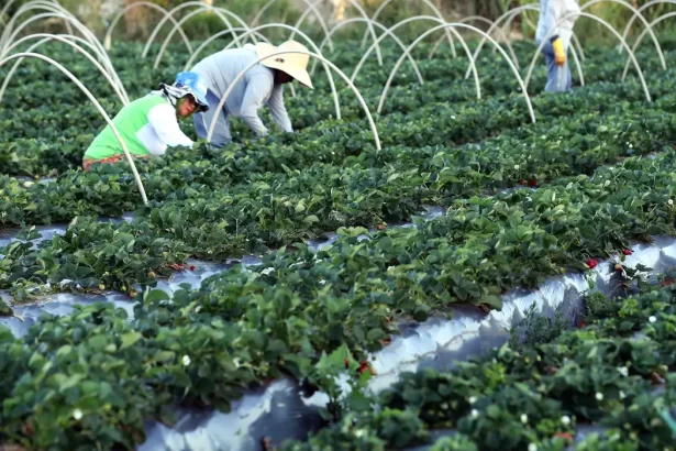 AgroAmigo impulsiona agricultura familiar e ajuda Brasil a sair do Mapa da Fome