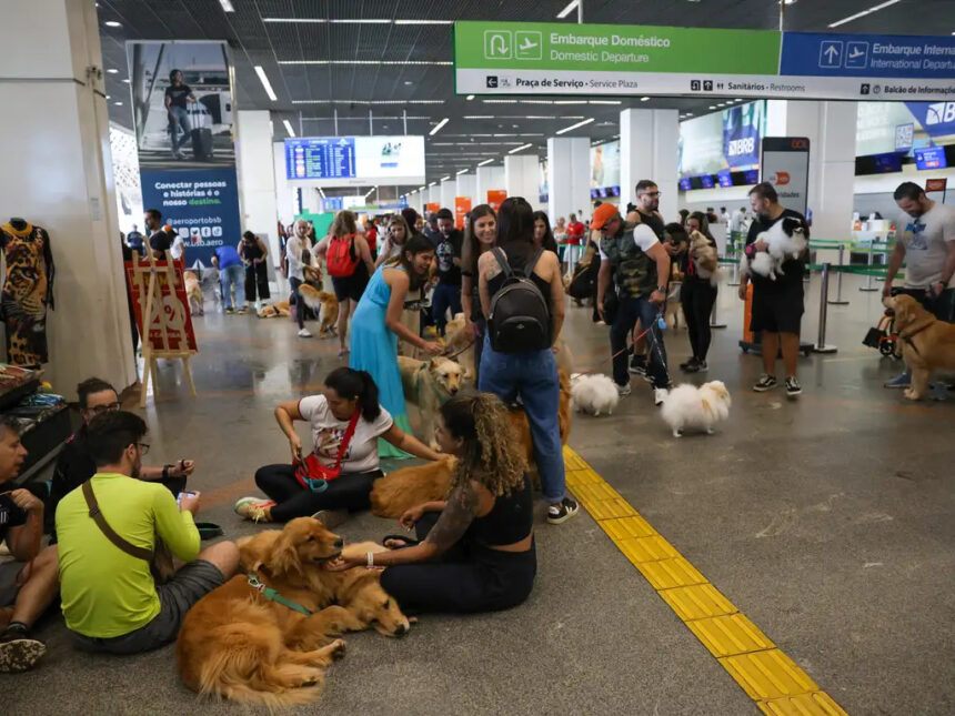 Pets: guia orienta tutores para viagem aérea com segurança e conforto