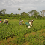 Segurança no campo: delegacias especializadas em conflitos agrários aprovadas em Comissão