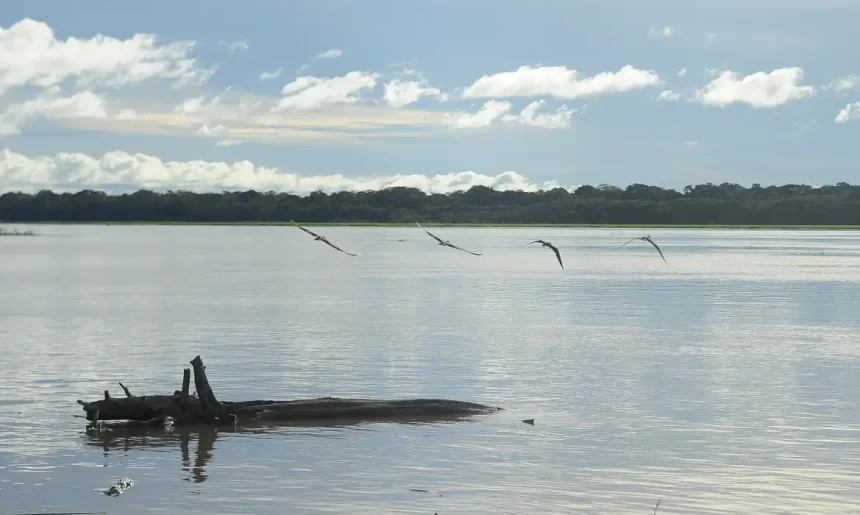 195 mil pescadores do AM, PA e AP começam a receber Auxílio Emergencial; confira lista de municípios contemplados