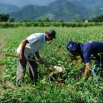 Agro apresenta perda de quase 30 mil vagas de trabalho em novembro