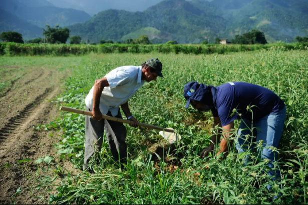 Agro apresenta perda de quase 30 mil vagas de trabalho em novembro