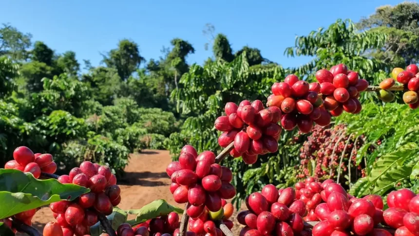 Café arábica registra redução no preço, nesta segunda-feira (6)