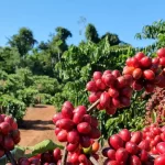 Café: preço do arábica apresenta queda