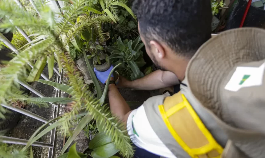 Dengue: confira recomendações do MS aos gestores estaduais e municipais de saúde