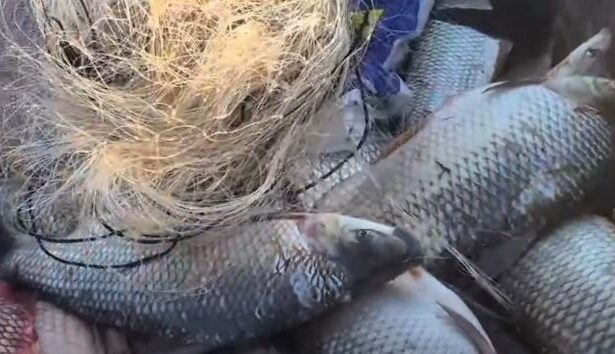 Bacia Hidrográfica do Rio Araguaia: período de defeso termina em 28 de fevereiro