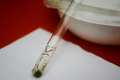 Dengue: pesquisadores da Fiocruz criam isca capaz de capturar quase o dobro de ovos de mosquitos