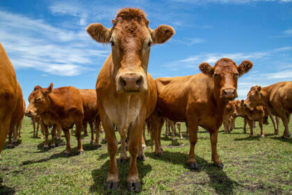 Em queda, arroba do boi gordo começa semana vendida a R$ 324,60