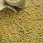 Preço da soja começa a semana com elevação de 0,11%, no litoral do Paraná