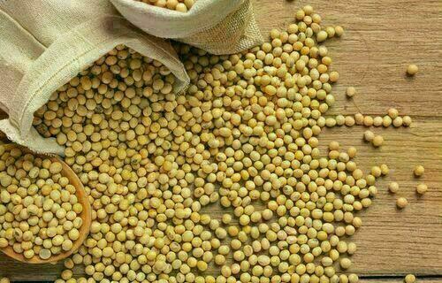 Preço da soja começa a semana com elevação de 0,11%, no litoral do Paraná