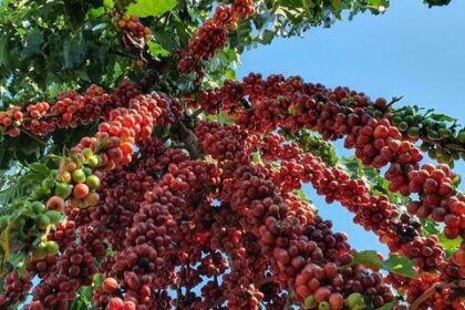 Preço do café registra redução, nesta segunda-feira (10); saca do robusta é venda a R$ 2.654,96