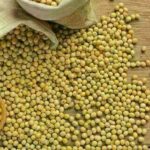 Soja e trigo têm alta nos preços, no Paraná