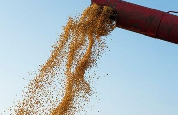 Soja recua 0,73% no Paraná