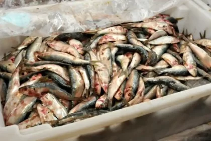 Decisão de zerar alíquota de importação da sardinha em conserva ameaça indústria pesqueira, diz presidente da FPA