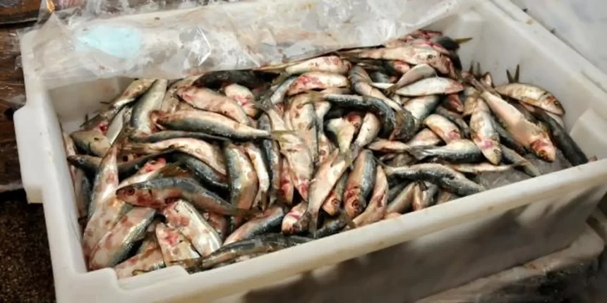 Decisão de zerar alíquota de importação da sardinha em conserva ameaça indústria pesqueira, diz presidente da FPA
