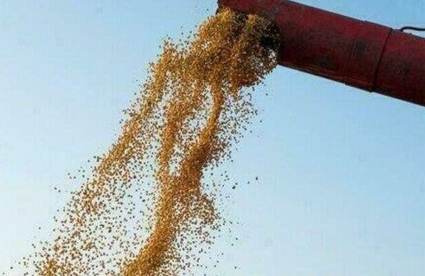 Soja: preço registra queda no Paraná
