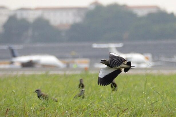 Projeto da Secretaria Nacional de Aviação Civil visa diminuir colisões entre aviões e animais
