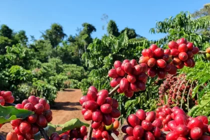 Café: Sudeste lidera ranking da estimativa de produção de arábica e canéfora para 2025